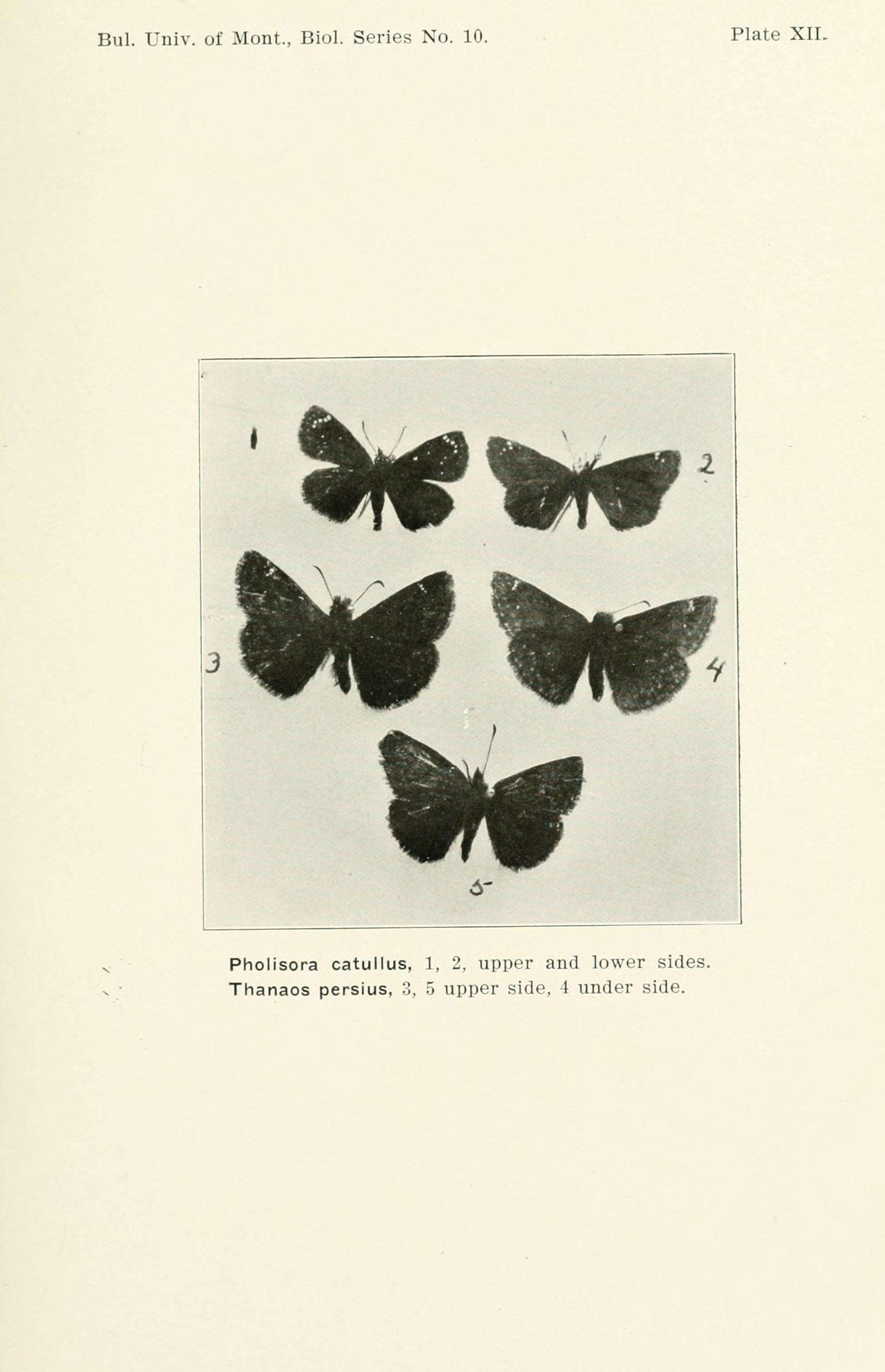 Image of Persius Duskywing