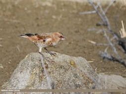 Image of Asian Crimson-winged Finch