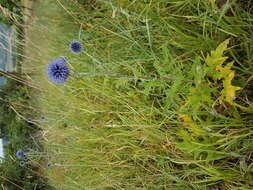 Image of Echinops bannaticus Rochel ex Schrad.