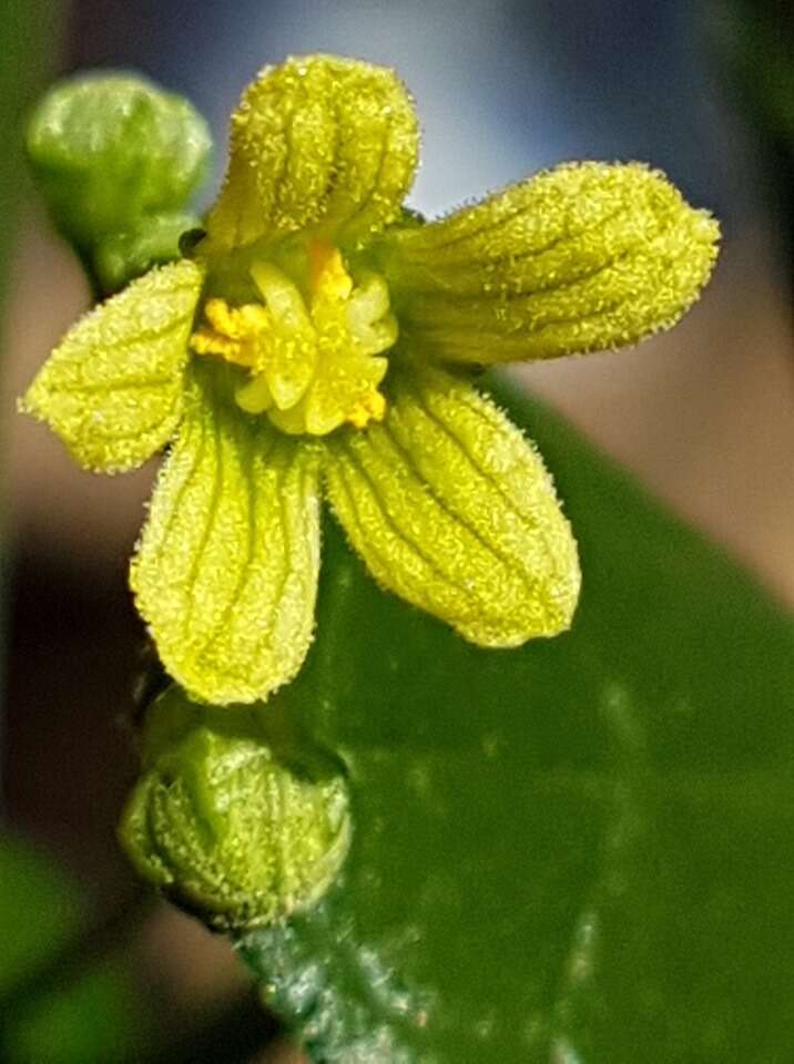 Sivun Zehneria scabra (L. fil.) Sond. kuva