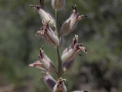 Image of thickstem wild cabbage