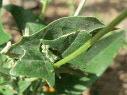 Image de Atriplex sagittata Bkh.