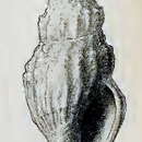 Image de Crassispira ochrobrunnea (Melvill 1923)