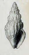 Image of Crassispira ochrobrunnea (Melvill 1923)