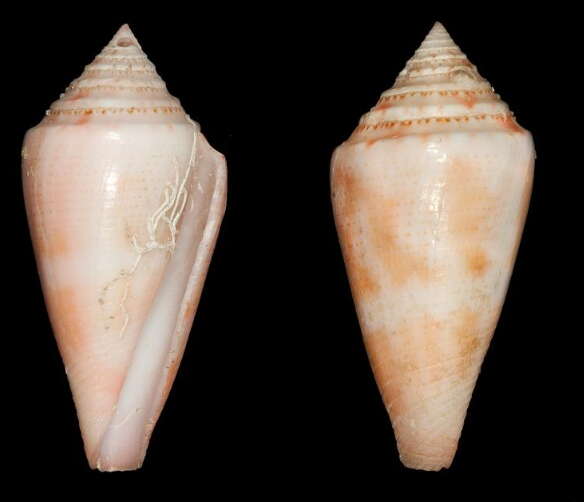 Image of Bermuda Cone