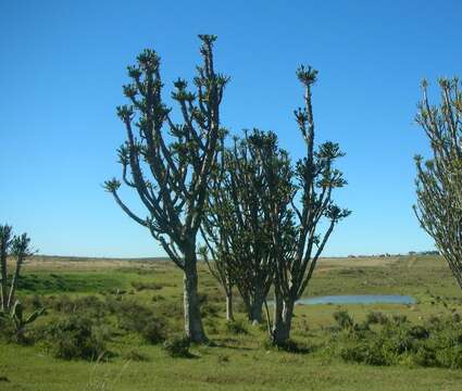 Image of large-toothed euphorbia