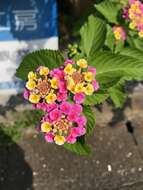 Image of lantana