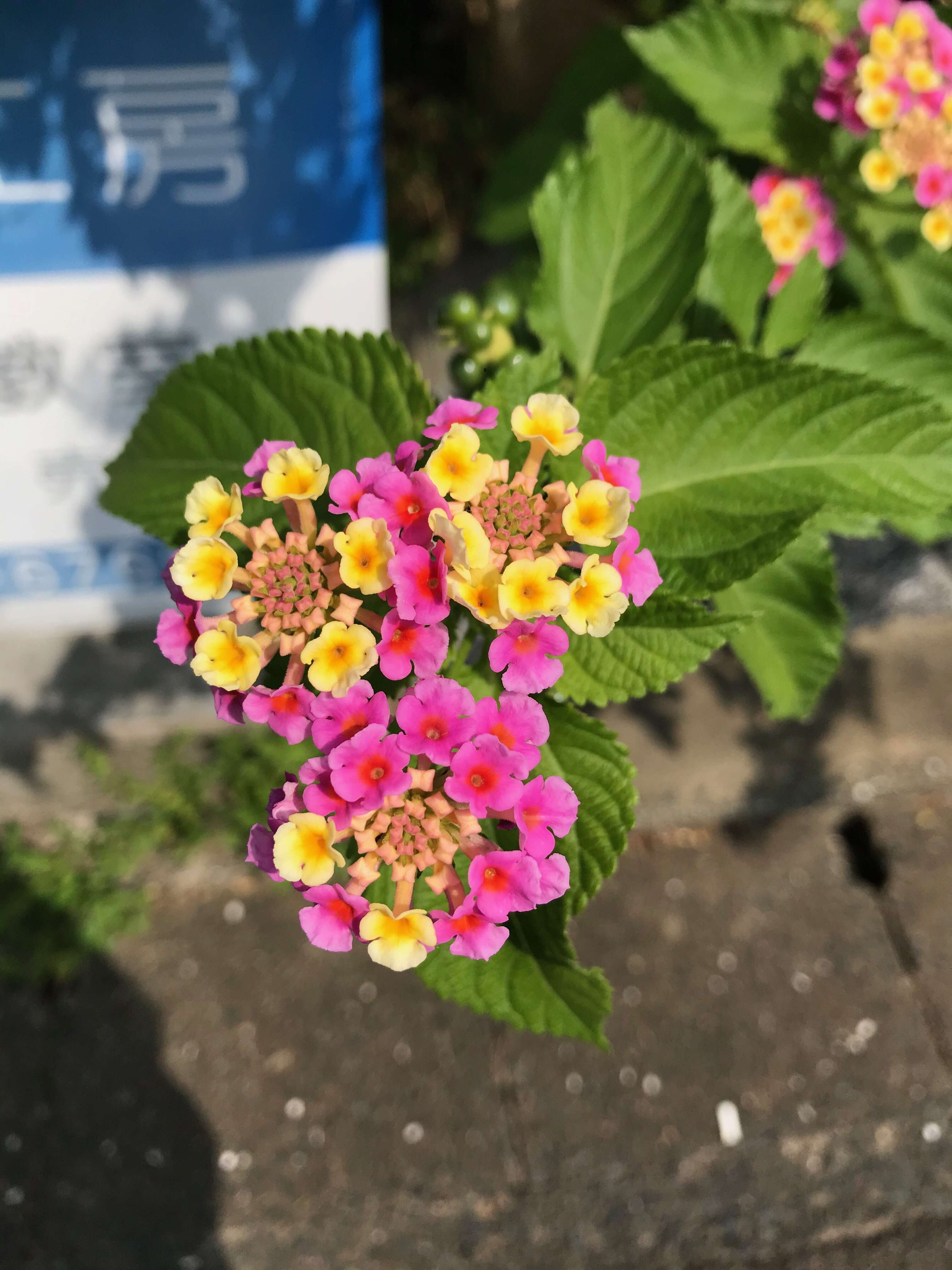 Image of lantana