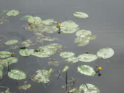 Image of Yellow Water-lily