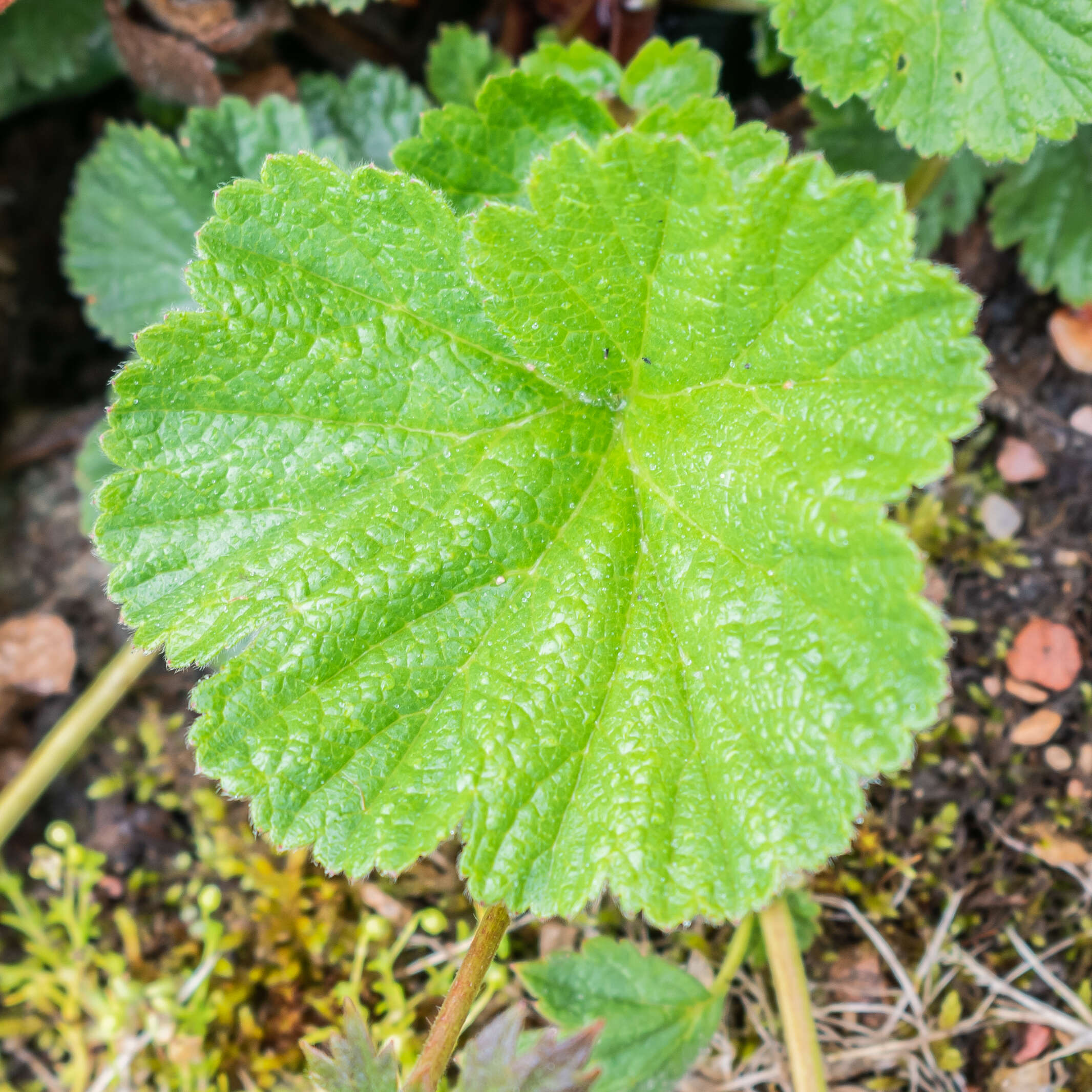 Image of Geum coccineum Sibth. & Sm.