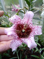 Image of Lilium bakerianum Collett & Hemsl.