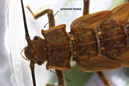 Image of Knobbed Salmonfly