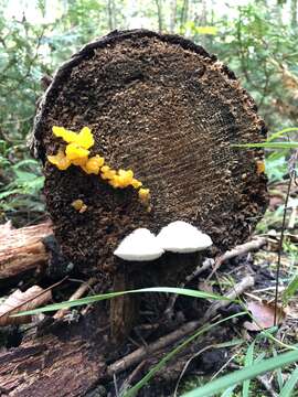 Image of Orange jelly spot