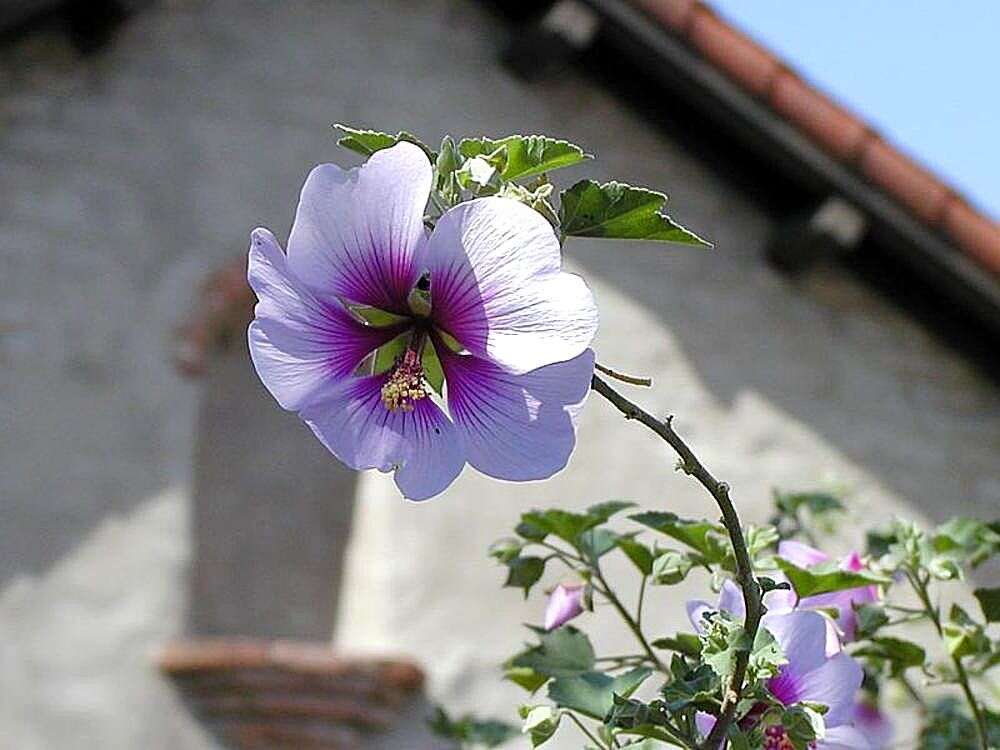 Imagem de Malva subovata (DC.) Molero & J. M. Monts.