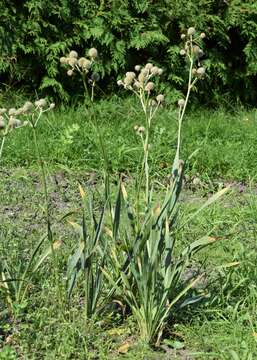 Imagem de Eryngium yuccifolium Michx.