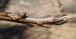 Image of shellbark hickory