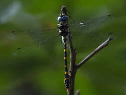 Image of Macromia bellicosa Fraser 1924