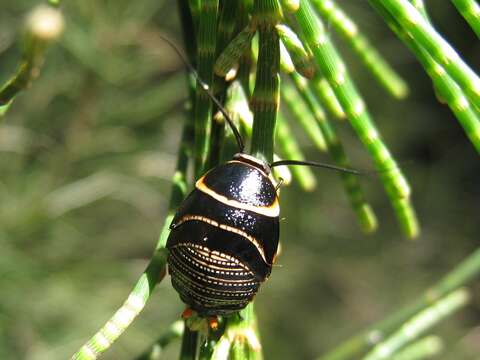 Image of Ellipsidion australe Saussure 1863