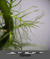 Image of twoleaf watermilfoil