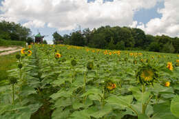 Image de tournesol