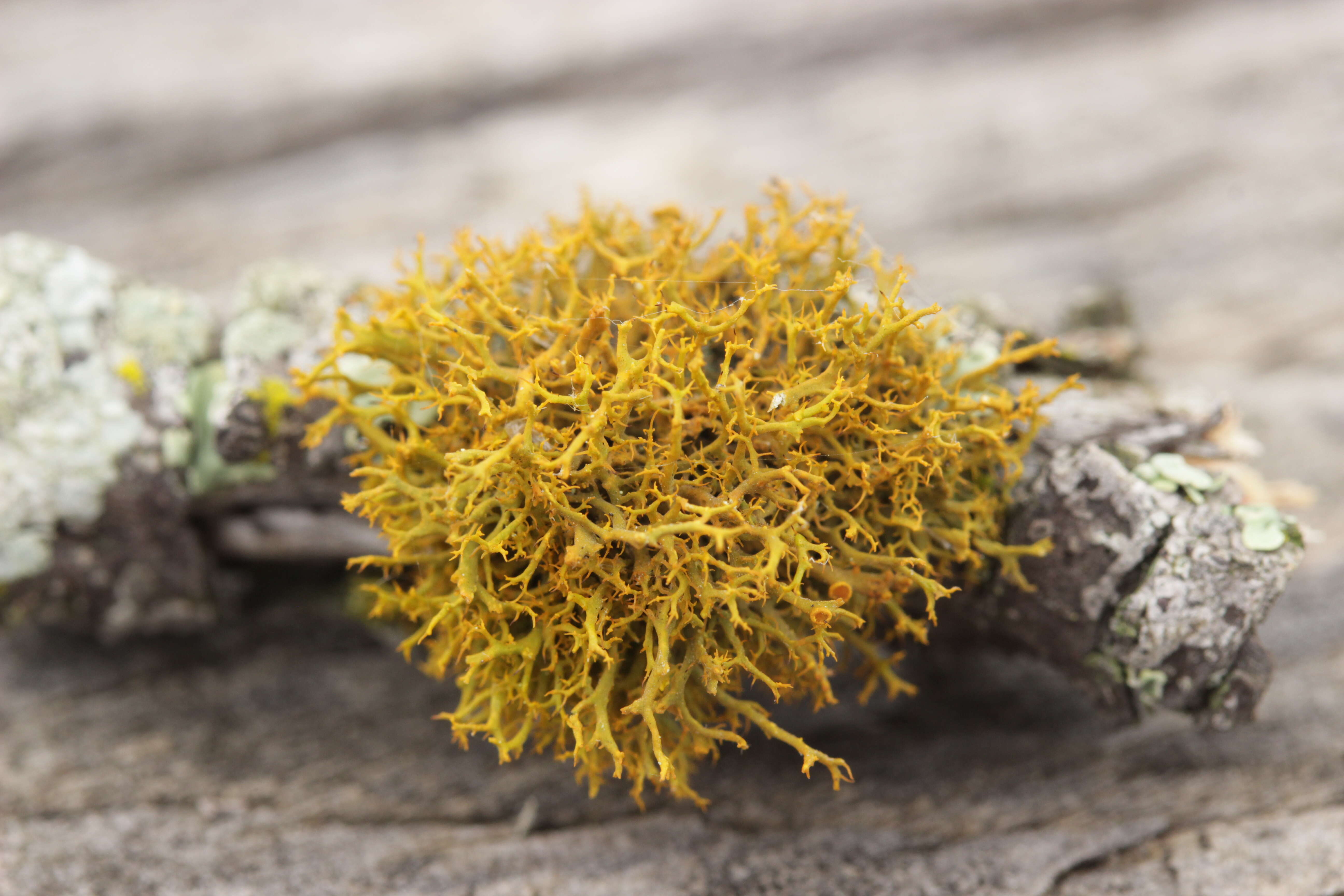 Image of teloschistes lichen