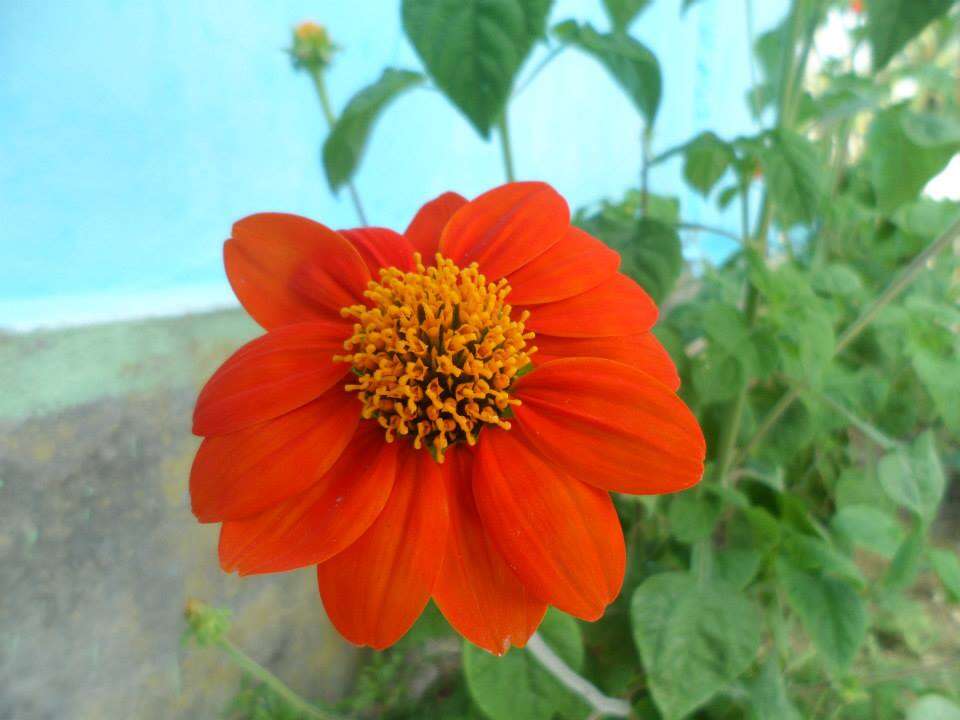 صورة Tithonia