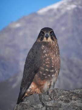 Image of New Zealand Falcon