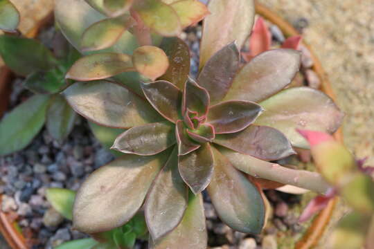 Image of Echeveria rosea Lindl.