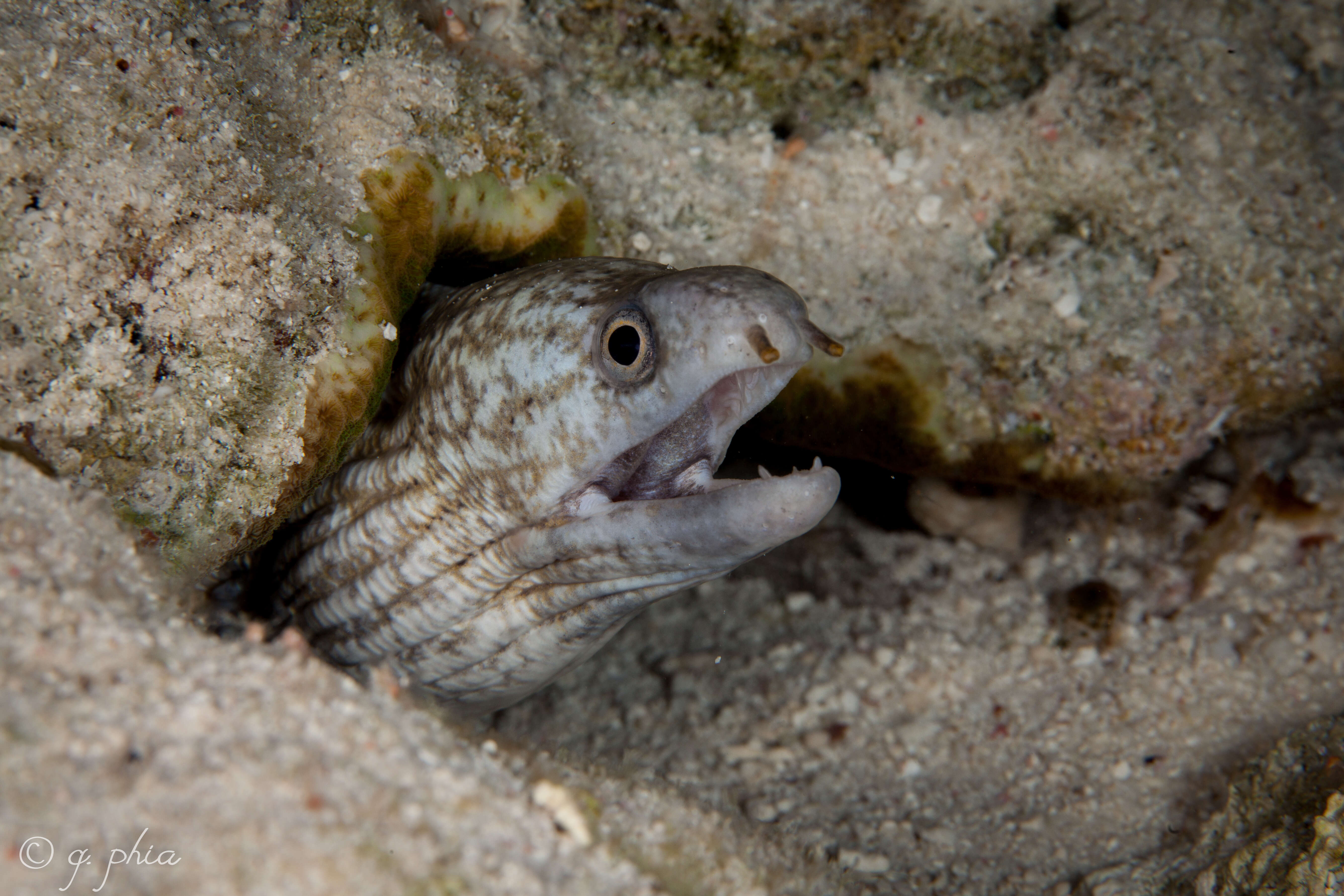 Image of Barred moray