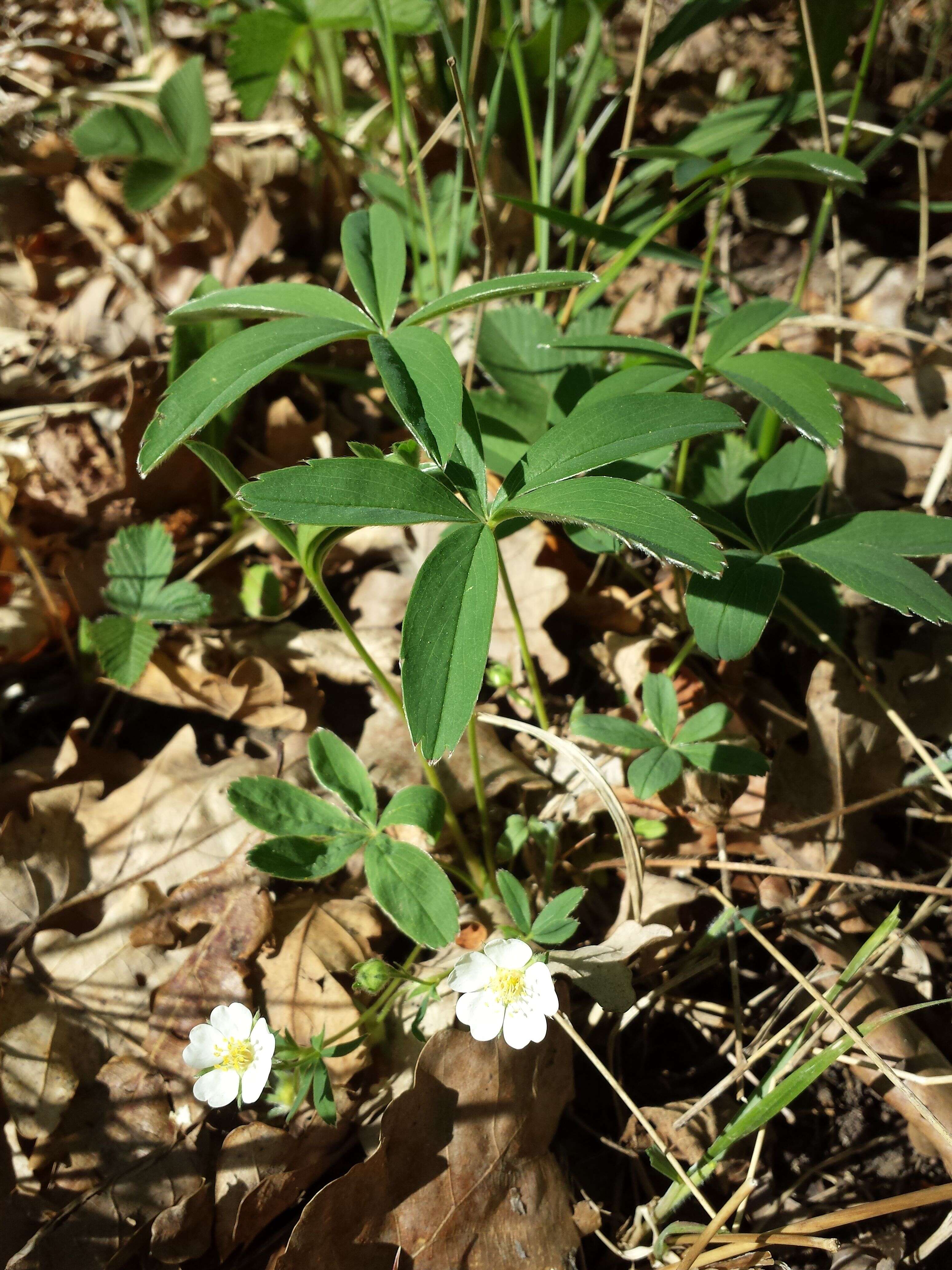 Imagem de Potentilla alba L.