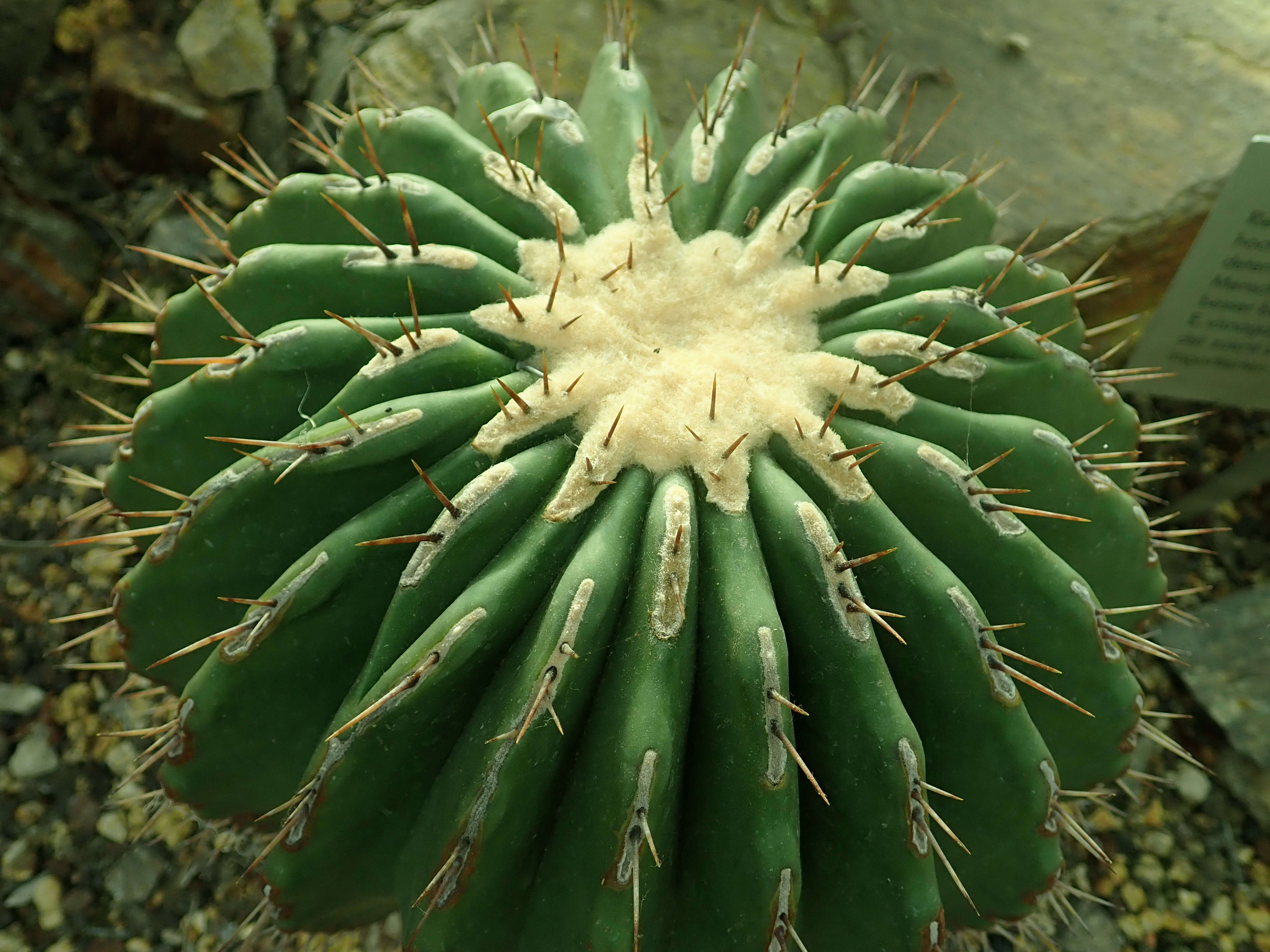 Image of Cactus