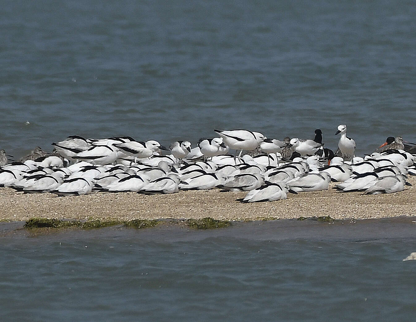 Dromadidae resmi