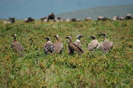 Image of White-backed Vulture