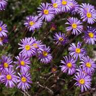 Olearia ciliata (Benth.) F. Müll. resmi