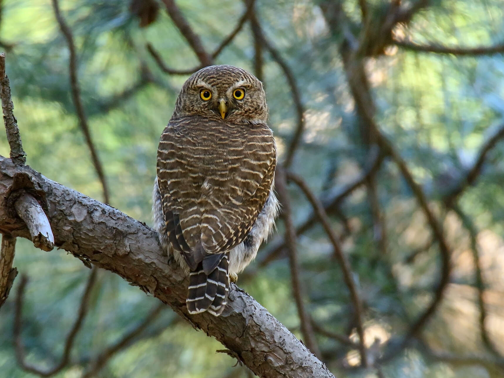 Image of Asian Barred Owlet