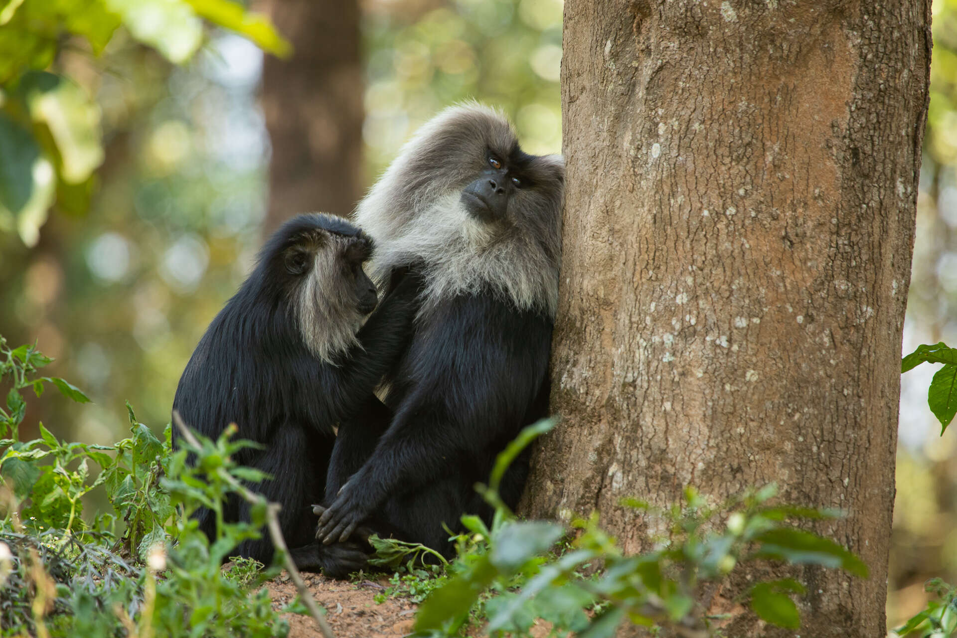 Image of Lion-tailed Macaque