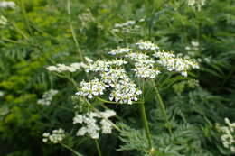 Image of Chaerophyllum aureum L.