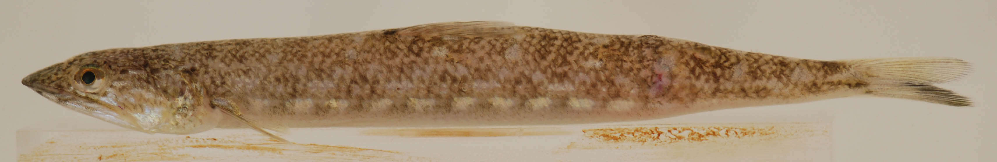 Image of Inshore Lizardfish