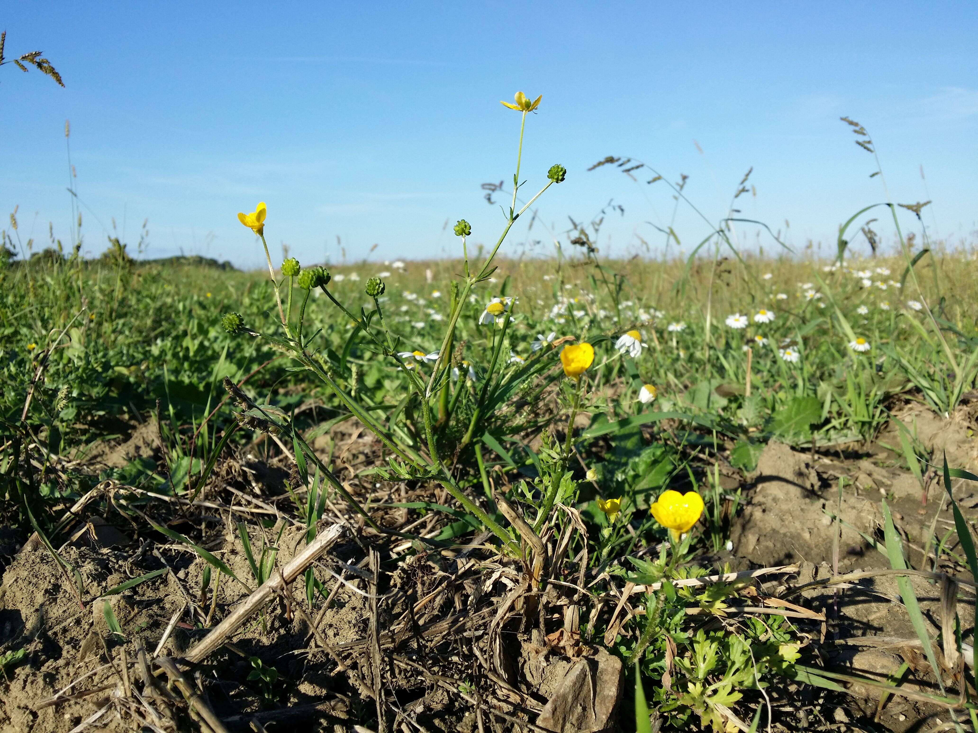 Image of hairy buttercup
