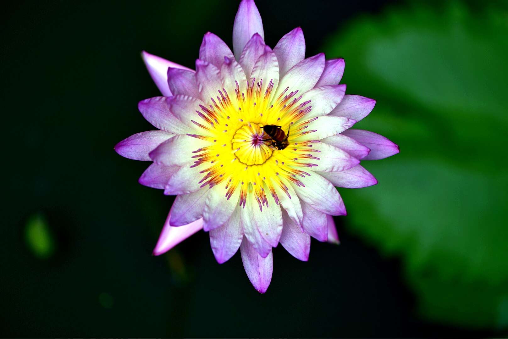 Image of waterlilies