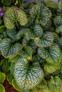 Plancia ëd Brunnera