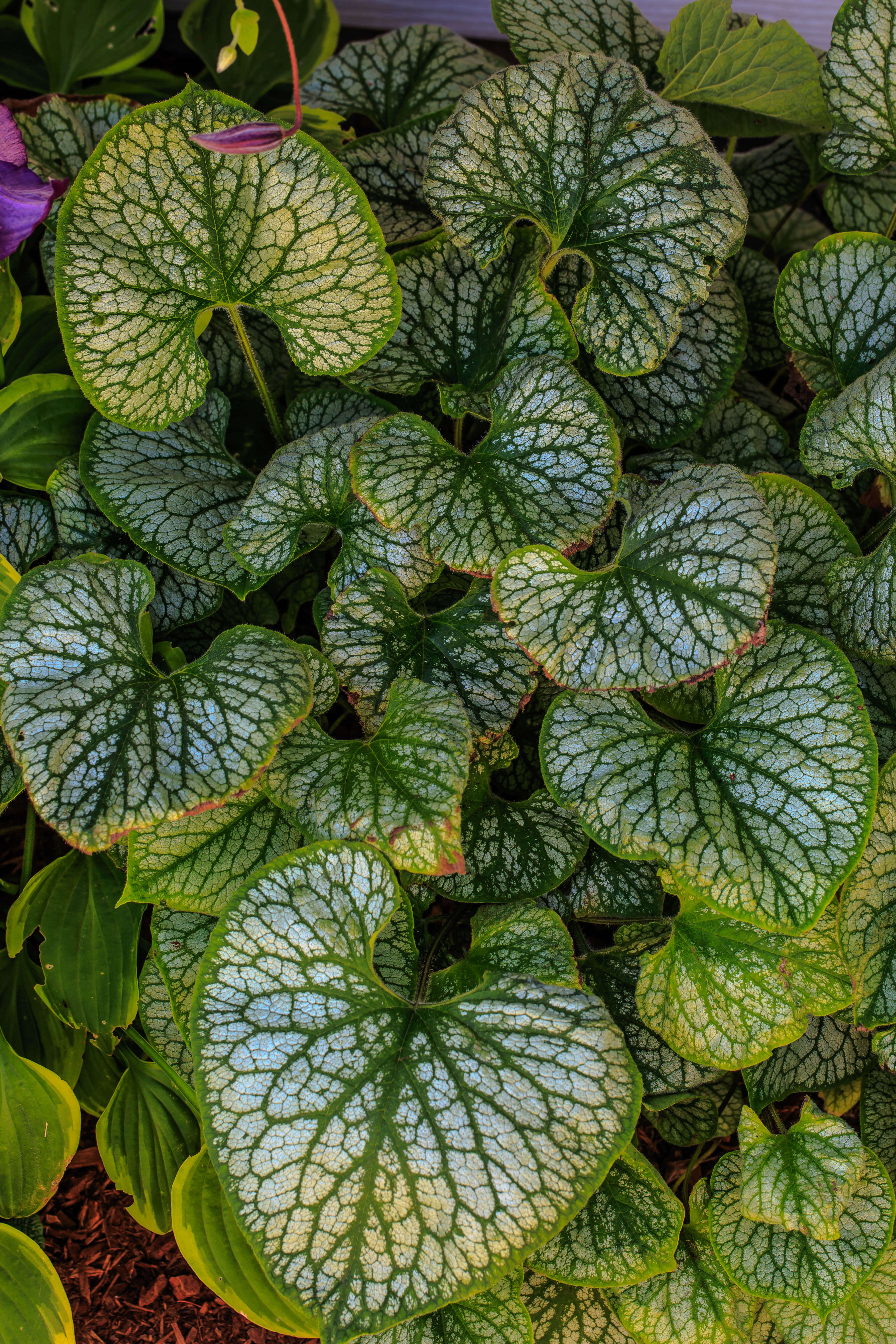 Plancia ëd Brunnera