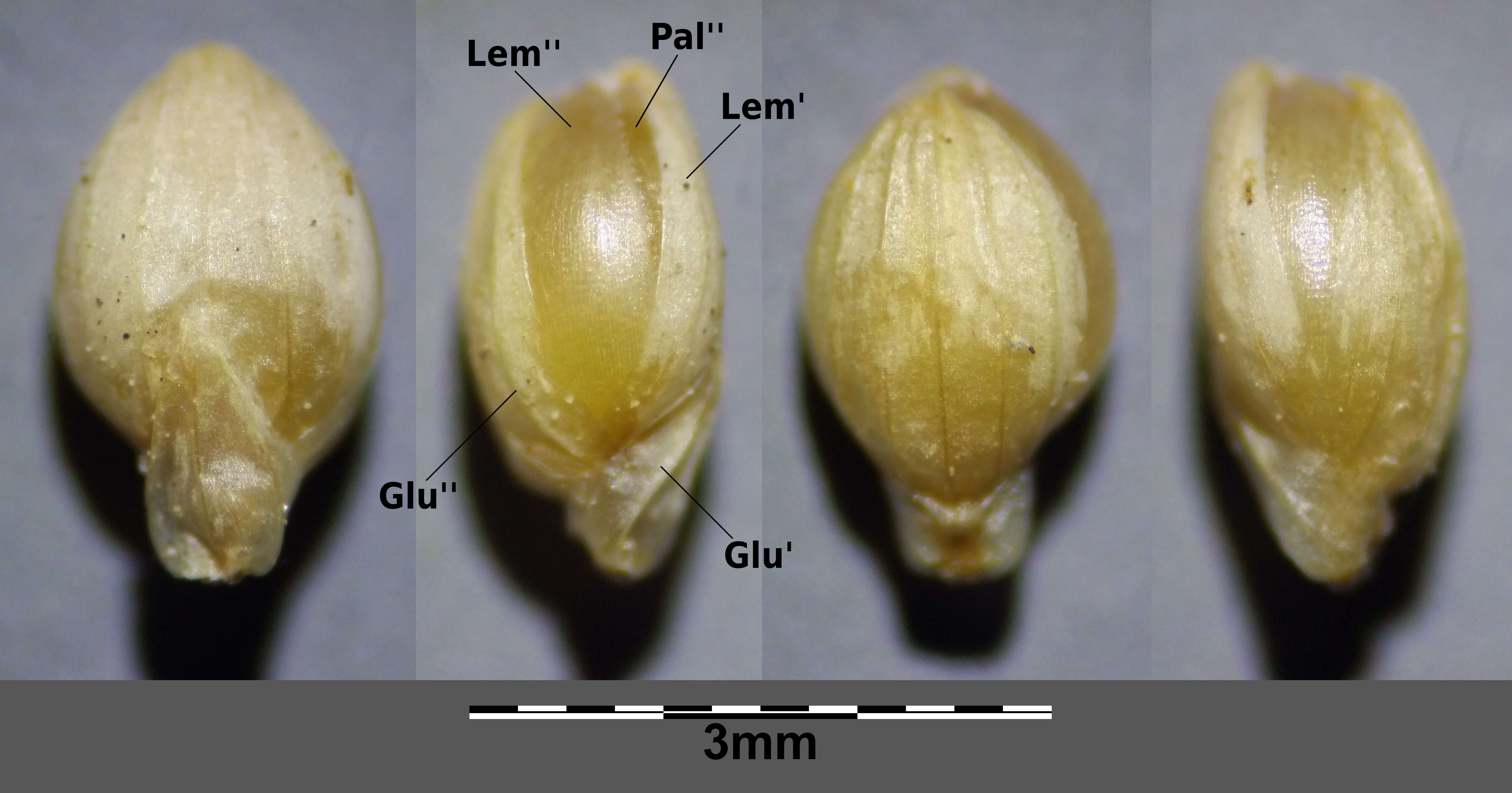 Image of Foxtail millet