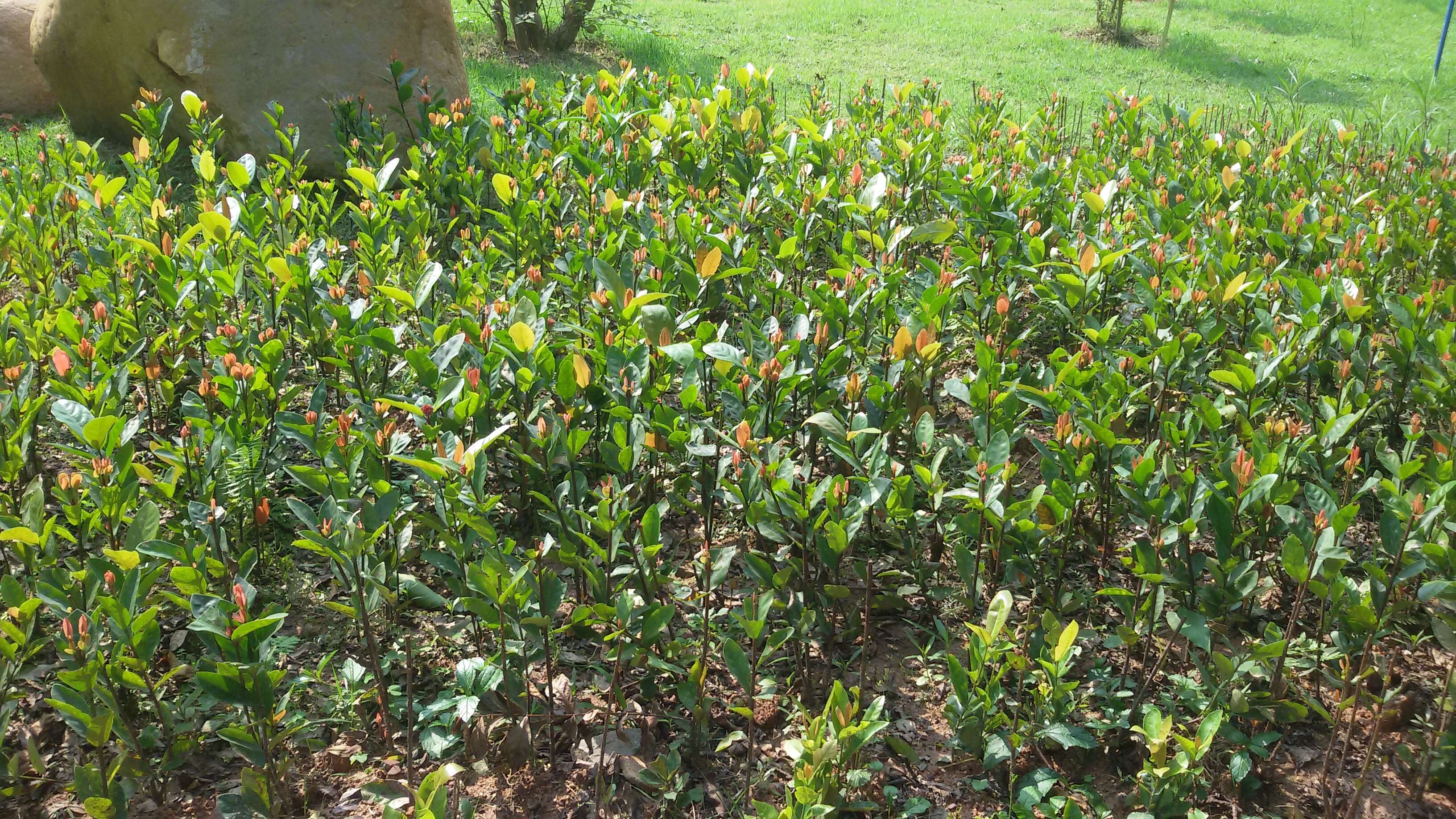 Image of Ixora chinensis Lam.