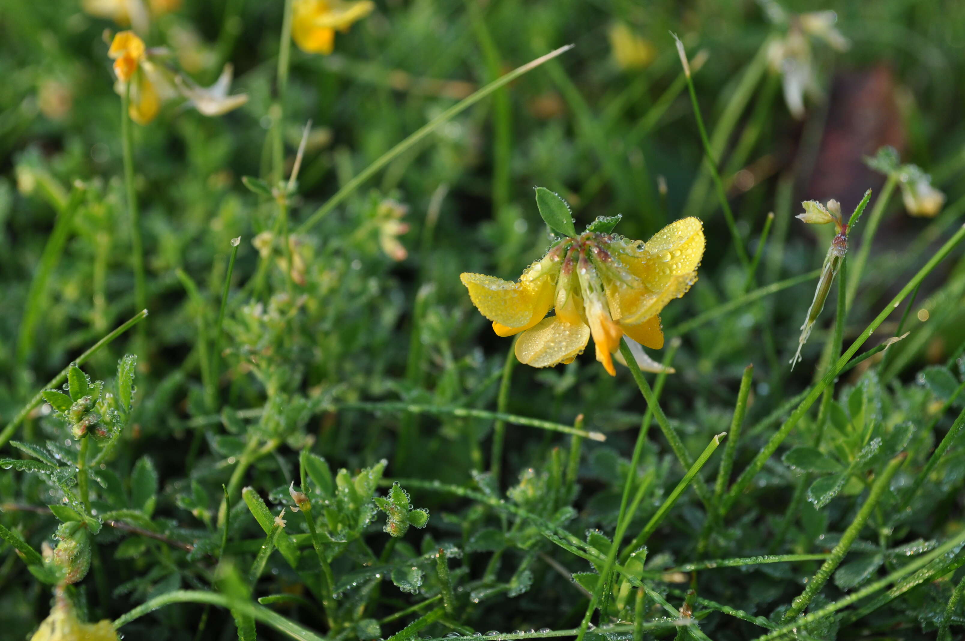 Image of Common Bird's-foot-trefoil