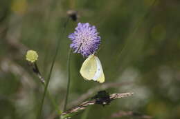 Image de solitaire