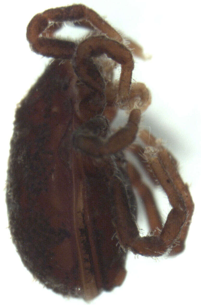 Image of Allothyridae