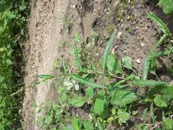 Image of Pygmy Smartweed