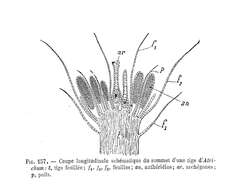 Image of atrichum moss