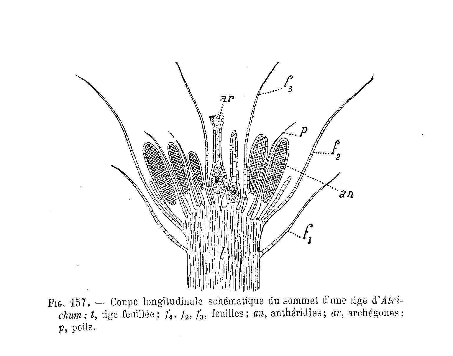 Image of atrichum moss